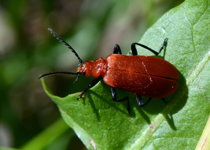 Da identificare - Pyrochroa serraticornis